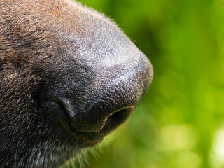Dog's nose close up on green background in nature. Sense of smell