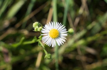 White Flowers With Yellow Center