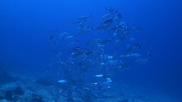 school of jackfish