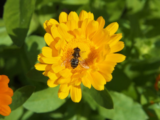 bee collects nectar from a yellow orange carnation marigold tagrtes closeup photo