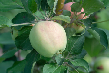 an Apple hanging on a tree surrounded by leaves