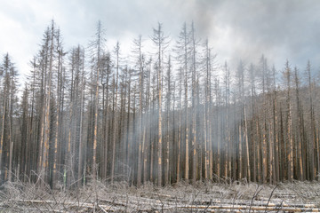 Waldsterben