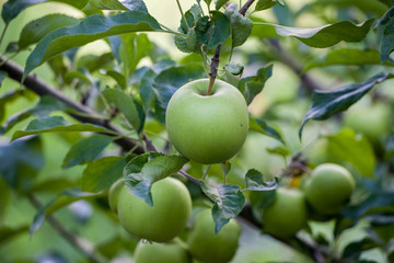 Green apples on orchard farm