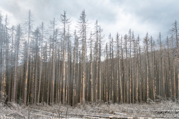 Obraz premium Waldsterben
