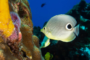 Butterfly fish with coral reef, Cozumel, Mexico