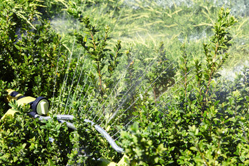 Watering bright green bushes in the garden with special system. Natural summer background, outdoors, copy space.