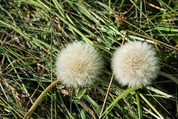 white fluffy flower on green grass background