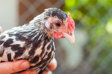 View on a beautiful Hamburg chicken