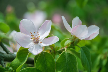 Obraz premium Blossom of quince in late spring