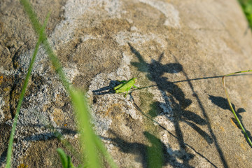 Grasshoper Sungazing On The Rock
