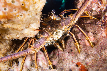 Carribean lobster, Cozumel, Mexico