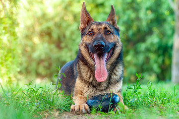 View on a german shepherd dog sitting on the green grass