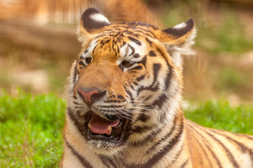Fototapeta na wymiar Portrait of an amur tiger in a zoo