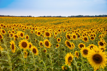 Obraz premium Sunflower natural background. Sunflower blooming.