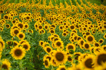 Sunflower natural background. Sunflower blooming.