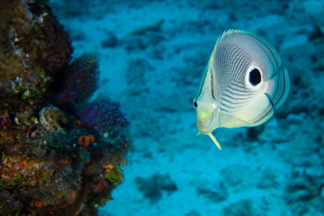 Butterfly fish with coral reef, Cozumel, Mexico