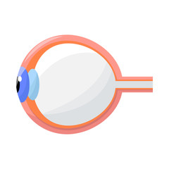 Vector illustration of eyeball and eye sign. Set of eyeball and organ stock symbol for web.