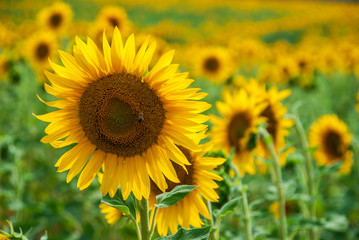 Obraz premium Sunflower natural background. Sunflower blooming.