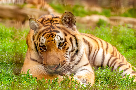 Portrait of an amur tiger in a zoo