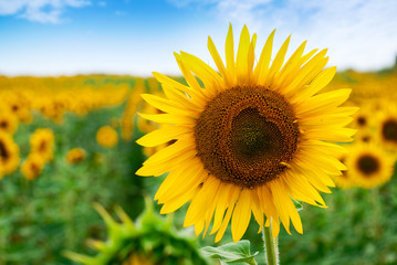 Fototapeta premium Sunflower natural background. Sunflower blooming.