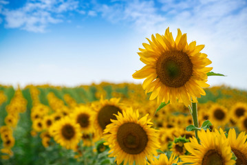 Obraz premium Sunflower natural background. Sunflower blooming.