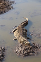 Crocodile