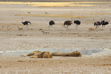 Fototapeta na wymiar Namibie lions