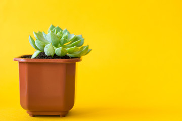 Potted house plant over a yellow bright background