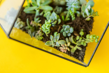 Succulent house plant small sprouts on a yellow background