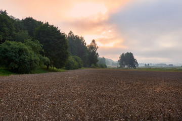 Cereal fields at sunrise.Landscape at the end of summer.
