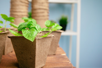 Planting seedlings in greenhouse in spring close up