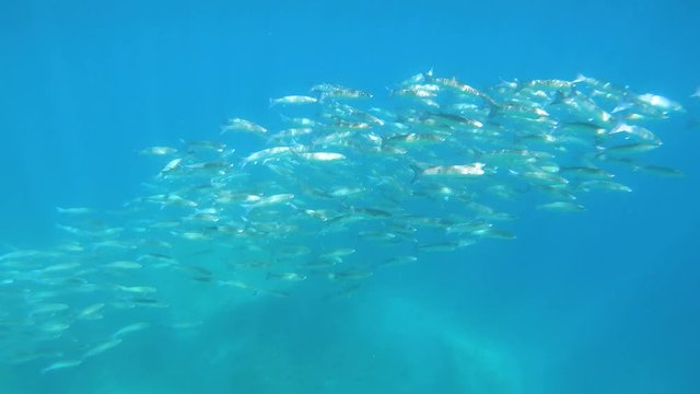 School of fish mullets underwater and move up to water surface to see rocky coast, Mediterranean sea, Spain, Costa Brava, Cap de Creus