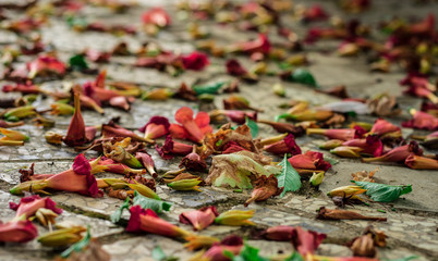 autumn leaves