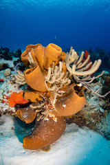 Coral reef and fish in Cozumel Mexico