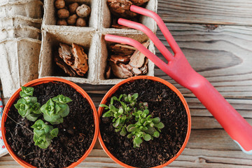 Preparing for spring to transplant plants. Pot, shovel, succulents