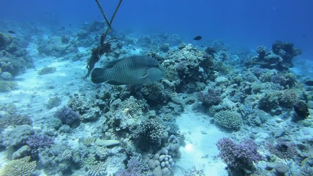 Napoleonfisch 2