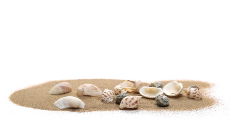 Sea shells in sand pile isolated on white background