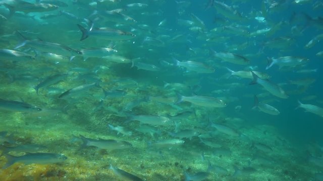 Shoal of fish underwater grey mullets in Mediterranean sea, Spain, Costa Brava, Cap de Creus