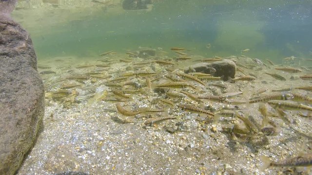 Shoal of freshwater fish underwater in a river, Eurasian minnow, Phoxinus phoxinus, France, Pyrenees Orientales