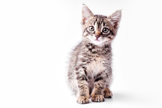 Portrait of a little gray striped kitty on a white background, nice little kitten looking with big eyes at the camera, copy space