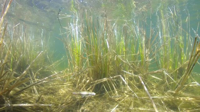 Underwater Carex sedge plant and minnow fish in a lake of the Pyrenees mountains, France, Pyrenees-Orientales