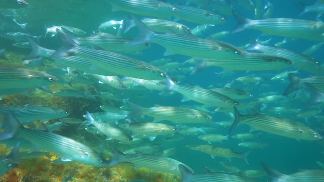 Underwater shoal of fish grey mullets in the Mediterranean sea, Spain, Costa Brava, Cap de Creus