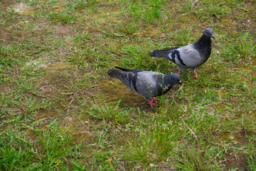Birds doves, City pigeons are resting on the green grass in the park.