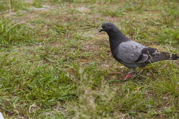 Birds doves, City pigeons are resting on the green grass in the park.
