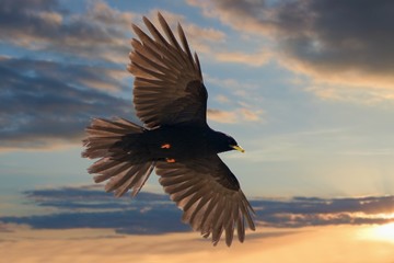 Alpine chough,  Pyrrhocorax Graculus - Flying bird