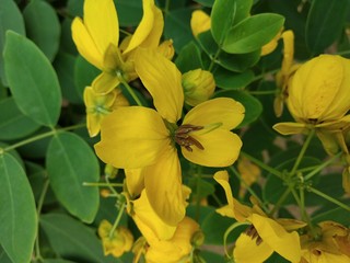 yellow flower