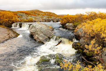 jumping fish in autumn