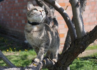 charming gray domestic cat sitting on a tree enjoying the sun rays
