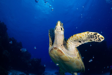 Hawksbill turtle swimming, Cozumel, Mexico