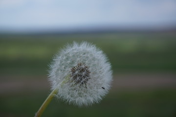 beautiful and gentle dandelion on a blurred background